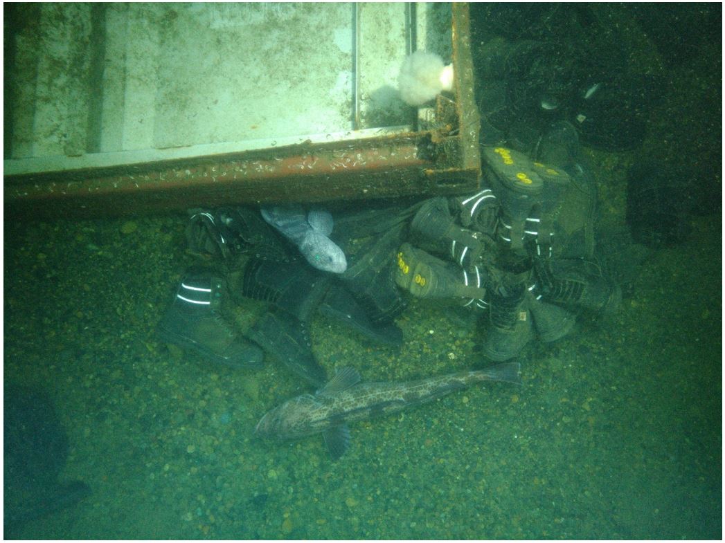 Figure 27. Bottes sur le fond océanique (Source : MPO)